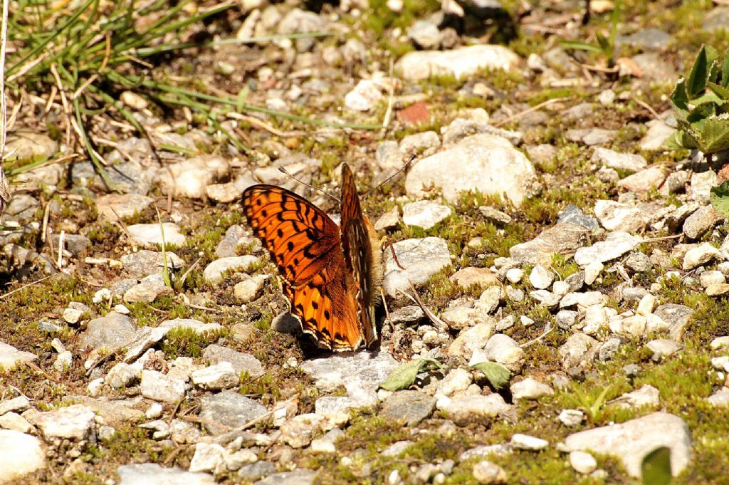 Argynnis adippe?